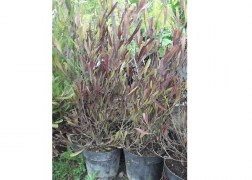 Dodonaea viscosa purpurea / Bordó levelű hopp bokor